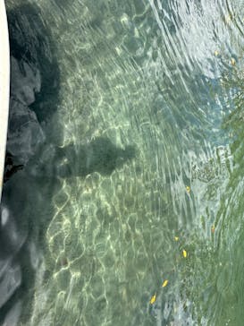 西表島 ADVENTURE PiPi（アドベンチャーピピ）に投稿された画像（2024/9/6）