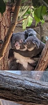 名古屋市東山動植物園に投稿された画像（2024/9/6）