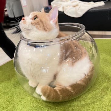 猫カフェモカ　アルシェ大宮店に投稿された画像（2024/9/6）