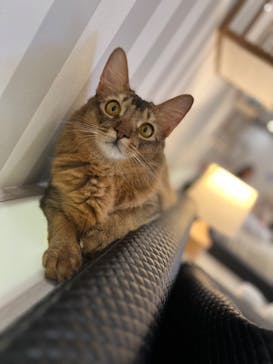 猫カフェモカ　アルシェ大宮店に投稿された画像（2024/9/6）