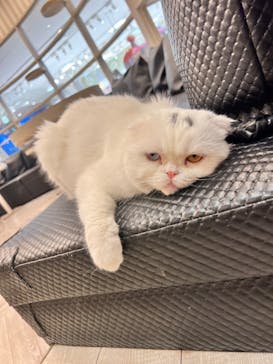 猫カフェモカ　アルシェ大宮店に投稿された画像（2024/9/6）