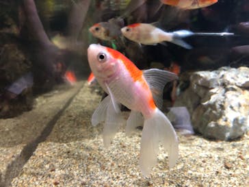 NARA IKIMONO MUSEUMに投稿された画像（2024/9/6）