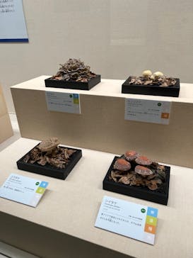 和食～日本の自然、人々の知恵～（東北歴史博物館）に投稿された画像（2024/9/6）