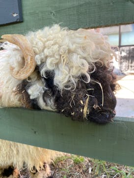 EnglishGardenローザンベリー多和田に投稿された画像（2024/9/6）