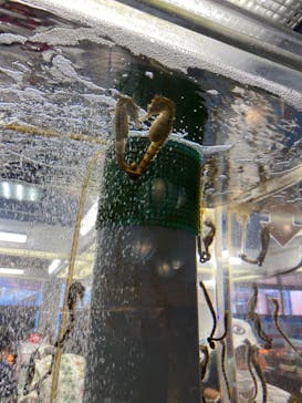 ゼロ距離水族館 伊勢シーパラダイスに投稿された画像（2024/9/6）