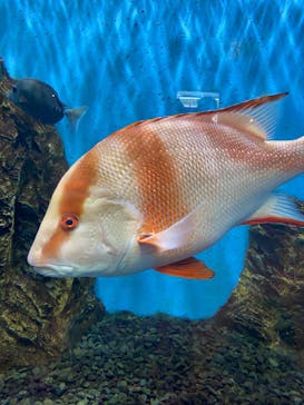 ゼロ距離水族館 伊勢シーパラダイスに投稿された画像（2024/9/6）