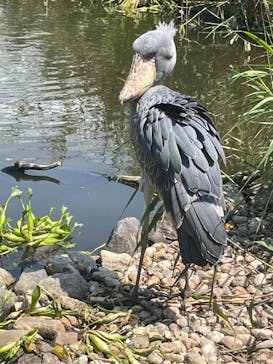 神戸どうぶつ王国に投稿された画像（2024/9/6）
