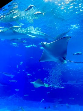 沖縄美ら海水族館に投稿された画像（2024/9/6）