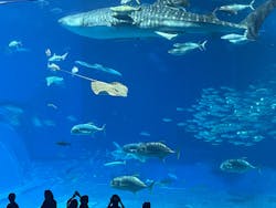 沖縄美ら海水族館に投稿された画像（2024/9/6）