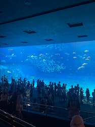 沖縄美ら海水族館に投稿された画像（2024/9/6）