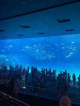 沖縄美ら海水族館に投稿された画像（2024/9/6）