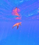 西表島 ADVENTURE PiPi（アドベンチャーピピ）に投稿された画像（2024/9/6）