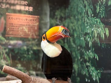 世界淡水魚園水族館　アクア・トトぎふに投稿された画像（2024/9/6）