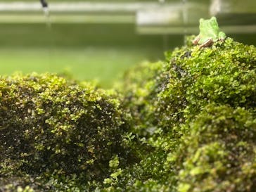 世界淡水魚園水族館　アクア・トトぎふに投稿された画像（2024/9/6）