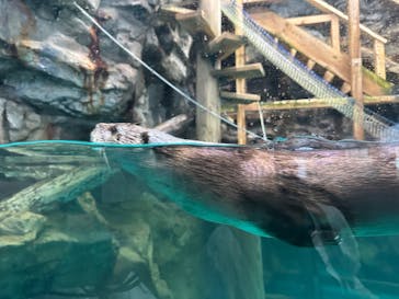 アクアワールド茨城県大洗水族館に投稿された画像（2024/9/6）