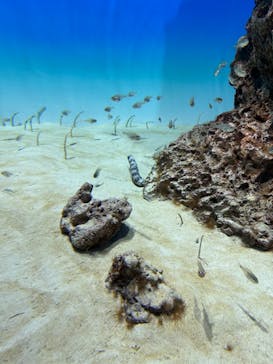 アクアワールド茨城県大洗水族館に投稿された画像（2024/9/6）