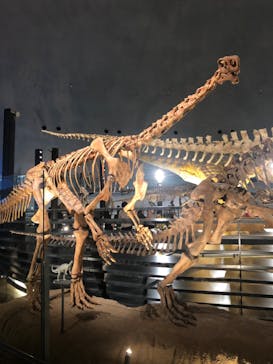 福井県立恐竜博物館に投稿された画像（2024/9/6）
