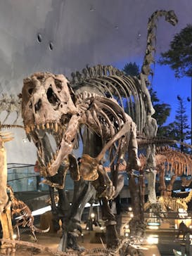 福井県立恐竜博物館に投稿された画像（2024/9/6）