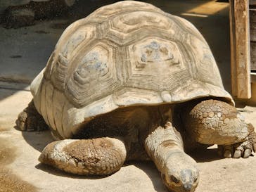 世界淡水魚園水族館　アクア・トトぎふに投稿された画像（2024/9/6）