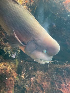 新江ノ島水族館に投稿された画像（2024/9/6）