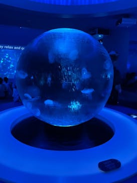 新江ノ島水族館に投稿された画像（2024/9/6）