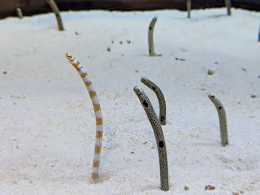 すみだ水族館に投稿された画像（2024/9/7）