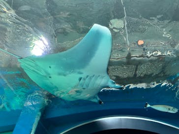 マクセル アクアパーク品川に投稿された画像（2024/9/7）