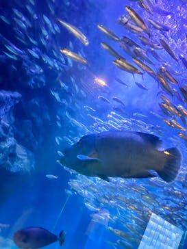 マクセル アクアパーク品川に投稿された画像（2024/9/7）