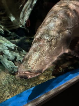 マクセル アクアパーク品川に投稿された画像（2024/9/7）