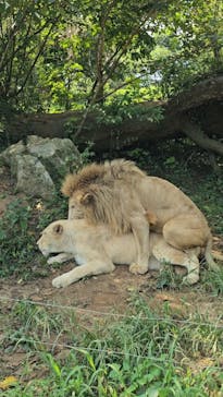 秋吉台自然動物公園 サファリランドに投稿された画像（2024/9/7）
