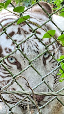 秋吉台自然動物公園 サファリランドに投稿された画像（2024/9/7）