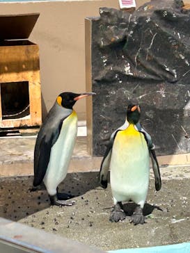 下田海中水族館に投稿された画像（2024/9/7）