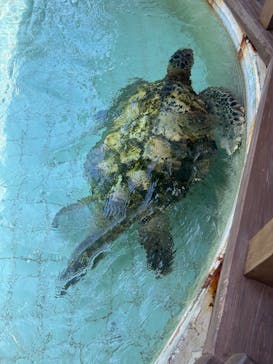 下田海中水族館に投稿された画像（2024/9/7）
