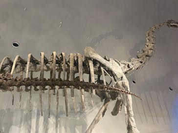 福井県立恐竜博物館に投稿された画像（2024/9/7）