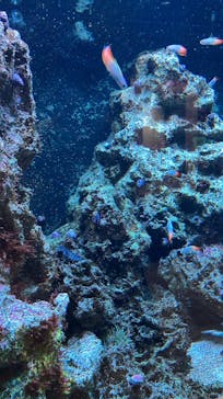 AQUARIUM × ART　atoaに投稿された画像（2024/9/7）