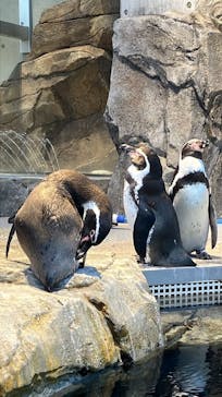 AQUARIUM × ART　atoaに投稿された画像（2024/9/7）