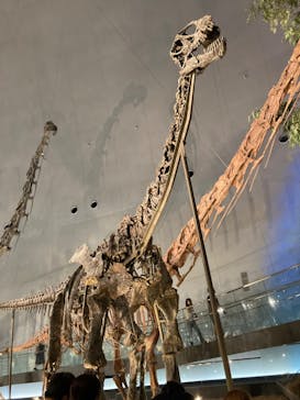 福井県立恐竜博物館に投稿された画像（2024/9/7）