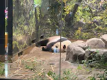 恩賜上野動物園に投稿された画像（2024/9/7）