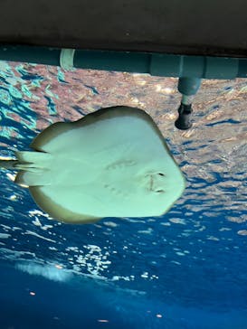 葛西臨海水族園に投稿された画像（2024/9/7）