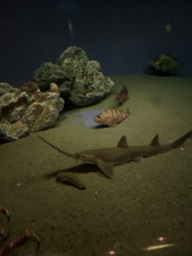 葛西臨海水族園に投稿された画像（2024/9/7）