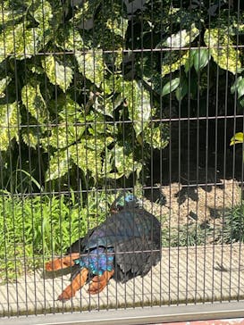 名古屋市東山動植物園に投稿された画像（2024/9/7）