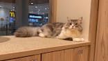 猫カフェモカ　名古屋則武新町店に投稿された画像（2024/9/7）