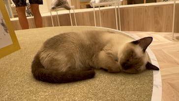 猫カフェモカ　名古屋則武新町店に投稿された画像（2024/9/7）
