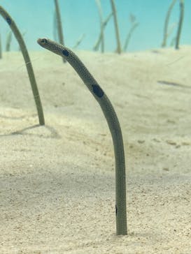 アクアワールド茨城県大洗水族館に投稿された画像（2024/9/7）