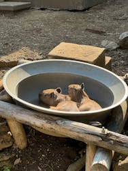 伊豆シャボテン動物公園に投稿された画像（2024/9/7）