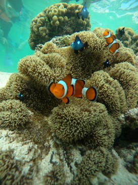 nico 宮古島に投稿された画像（2024/9/7）