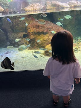 新江ノ島水族館に投稿された画像（2024/9/7）