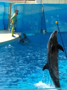 新江ノ島水族館に投稿された画像（2024/9/7）