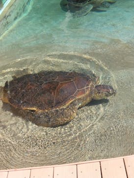 新江ノ島水族館に投稿された画像（2024/9/7）