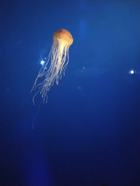 新江ノ島水族館に投稿された画像（2024/9/7）